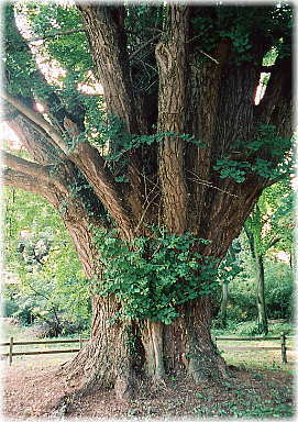 画像:勝興寺のイチョウ(経堂脇のイチョウ)