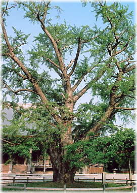 画像:勝興寺のイチョウ(本堂前のイチョウ)