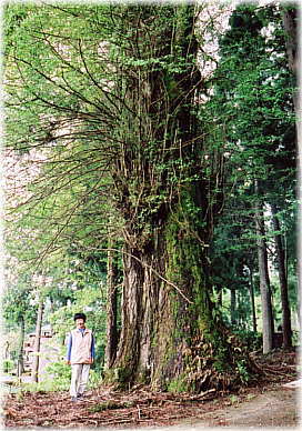 画像:称名寺のイチョウ(幹と並ぶ)