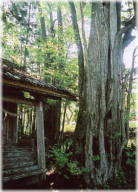 画像:松山寺のカツラ