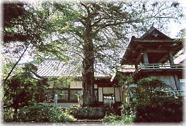画像:松山寺のカヤ