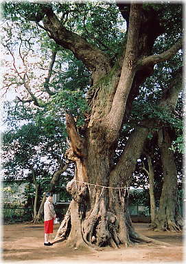 画像:側鷹神社のスダジイ(幹と並ぶ)
