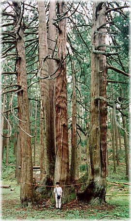 画像：添川の根子杉（幹と並ぶ）