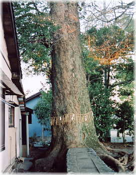 画像:須田神社のクスノキ