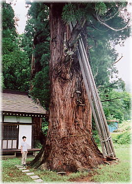 画像：菅川神社の大杉（幹と並ぶ）