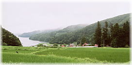 画像：菅川神社の大杉（大杉と野尻湖）