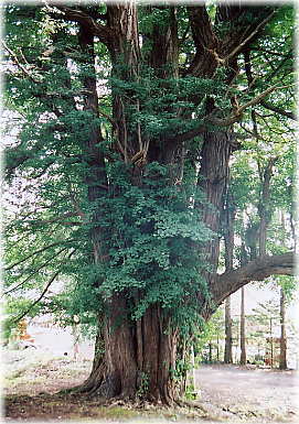 画像：杉ノ木のイチョウ