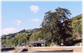 画像:杉沢の大カヤ(全景)