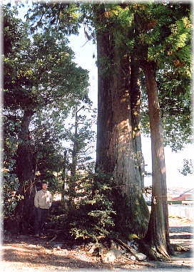 画像:大井神社のスギ(幹と並ぶ)