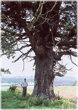 画像:住吉の杉(幹と並ぶ)