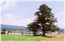 画像:住吉の杉(全景)