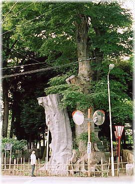 画像:雀神社の大欅(幹と並ぶ)