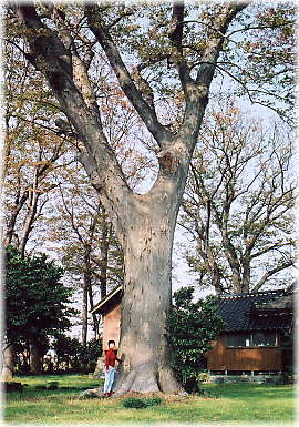 画像:高田神社のケヤキ(幹と並ぶ)