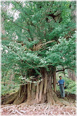 画像:高倉神社のいちょう(幹と並ぶ)