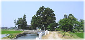 画像:高屋古宮の大杉(遠景)
