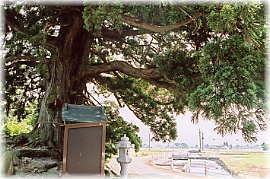 画像:高屋古宮の大杉(大杉から見た風景)