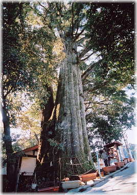 画像:武速神社の将軍杉