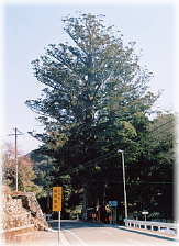 画像:武速神社の将軍杉(県道から見る)
