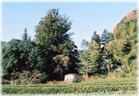 画像:武速神社の将軍杉(対岸から見る)