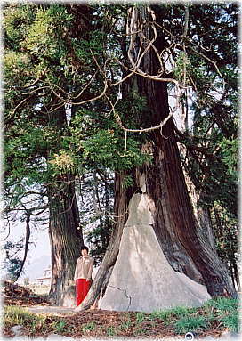 画像:滝泉神社の鳥居杉(幹と並ぶ)