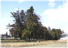 画像:滝泉神社の鳥居杉(遠景)