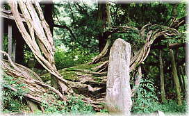 画像:滝前不動のフジ_2