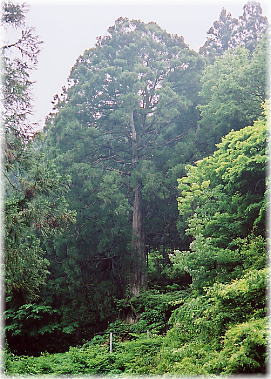 画像:滝の堂の大杉