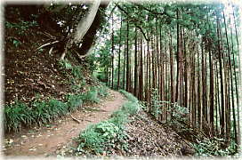 画像:大理石海岸から八幡神社への道