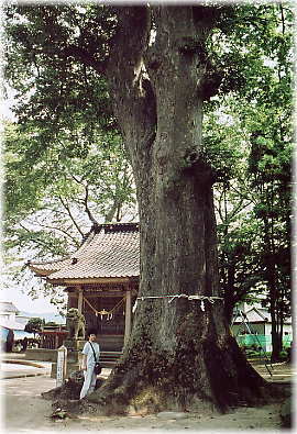 画像：建部神社の欅（幹と並ぶ）