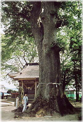 画像:建部神社の欅(幹と並ぶ)