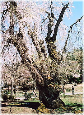画像：貞麟寺の枝垂桜