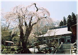 画像:貞麟寺の枝垂桜(全景)