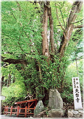画像:天台寺のカツラ