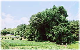 画像:寺久保の大銀杏(全景)