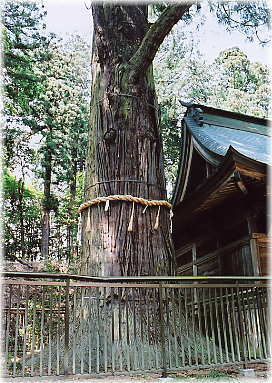 画像:鉾杉