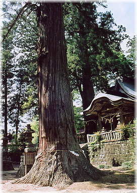 画像:都々母杉
