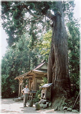 画像:鎮守府八幡宮のスギ(幹と並ぶ)