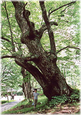 画像:戸隠のシナノキ(幹と並ぶ)