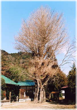 画像:時瀬のイチョウ(全景)