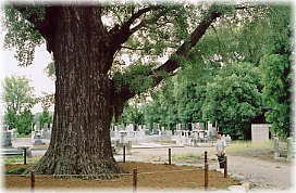 画像:徳性寺のイチョウ(幹と並ぶ)