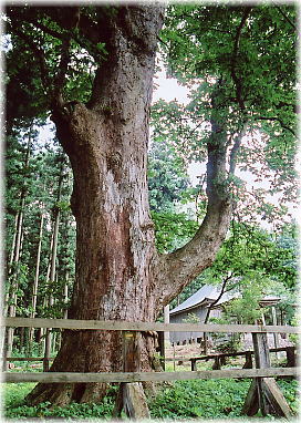 画像:富沢のトチノキ