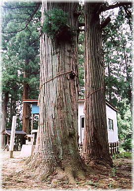 画像:太郎坊次郎坊杉