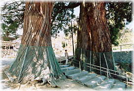 画像:東禅寺のめおと杉(幹と並ぶ)