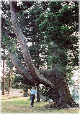 �摜�F�����_�Ђ̃X�M�i���ƕ��ԁj