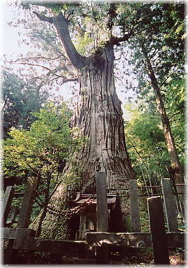 画像:熊野神社の大スギ