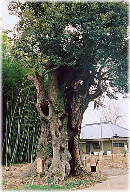 画像:法泉寺の椎(幹と並ぶ)