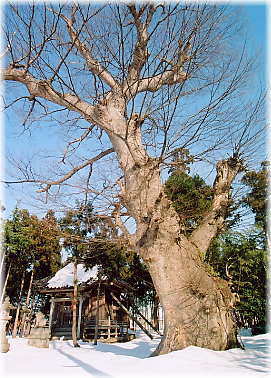 画像:神明社のケヤキ