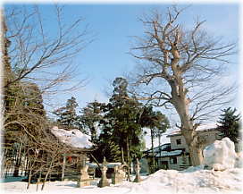 画像:神明社のケヤキ(全景)