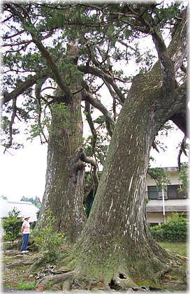 画像:上野の大杉(幹と並ぶ)