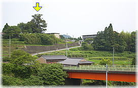 画像:上野の大杉(遠景)